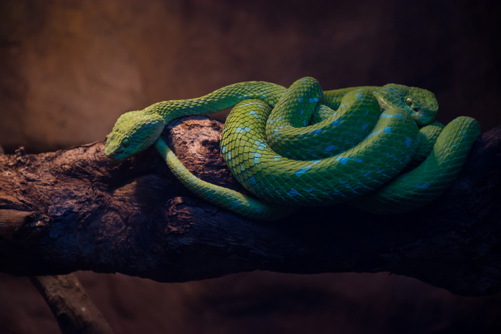 Two Serpents